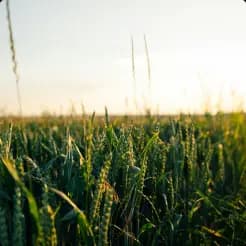 Agriculture
