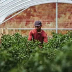 Polytunnels
